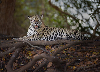 Jaguar laying on river bank