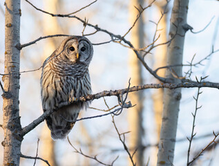 Barred owl 