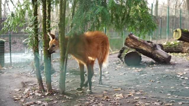 maned wolf in the zoo. High quality FullHD footage