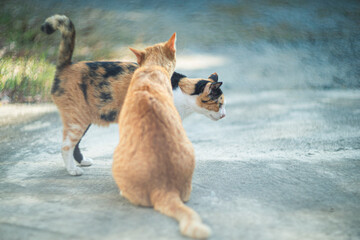 Two cats playing together in the garden, shallow depth of field.