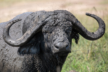 An African buffalo or Cape buffalo (Syncerus caffer) in Tanzania.