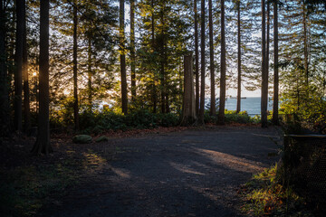 Fototapeta premium path in the forest