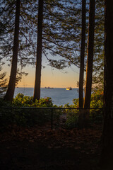 morning in the forest