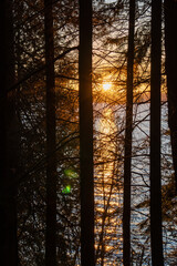 sunset in the forest