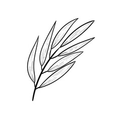 aromatherapy leaves handdrawn illustration