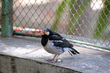 An Gracupica contra in the aviary, commonly known as Indian pied myna