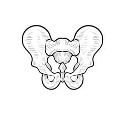 human skeleton handdrawn illustration