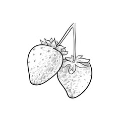 strawberry handdrawn illustration