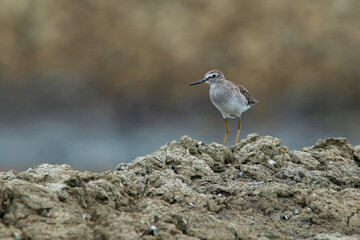 A common sandpiper Actitis hypoleucos beside a fish pond with natural bokeh background