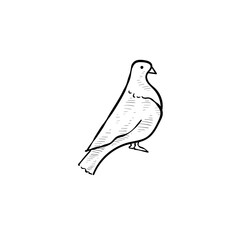 dove handdrawn illustration