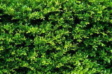 Fototapeta na wymiar green leaves wall background, leaf wall nature background
