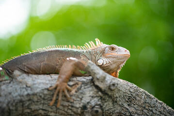 lizard, animal, green lizard with blur background