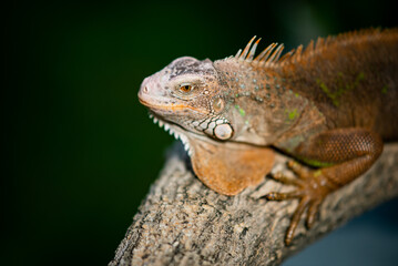 lizard, animal, green lizard with blur background