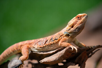 bearded dragon on ground with blur background