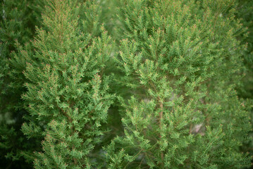 green leaves wall background, leaf wall nature background © waranyu