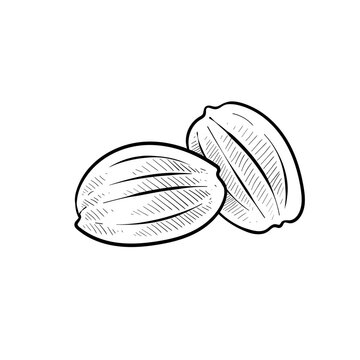 Candlenut Images – Browse 3,105 Stock Photos, Vectors, and Video ...