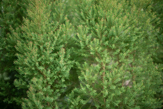 green leaves wall background, leaf wall nature background