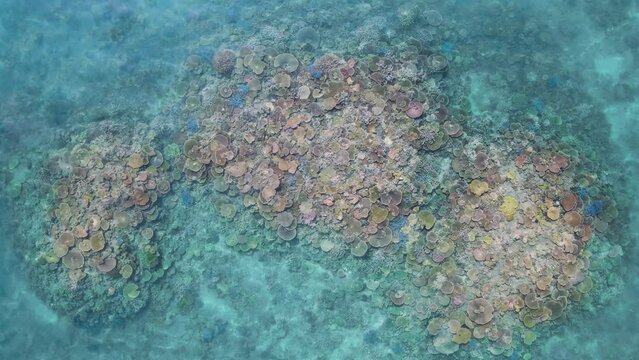 Vibrant and stunning coloured coral reef system from above on The Great Barrier Reef. Unique drone view