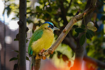 Amazonian Motmot in a desert zoo, Exotic blue and cian bird, bokeh
