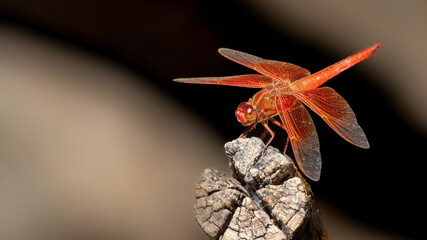 Red dragonfly at the desert, little insect from the desert
