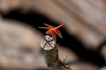 Red dragonfly at the desert, little insect from the desert
