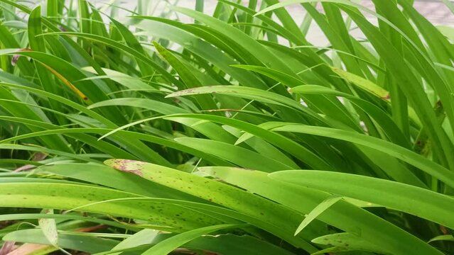 view of Luzula sylvatica (Marginata) outdoor plants