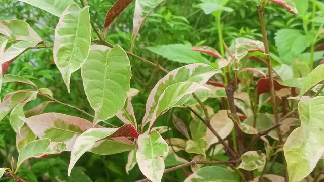 Color change Of Plant Leaves Excoecaria Cochinchinensis.