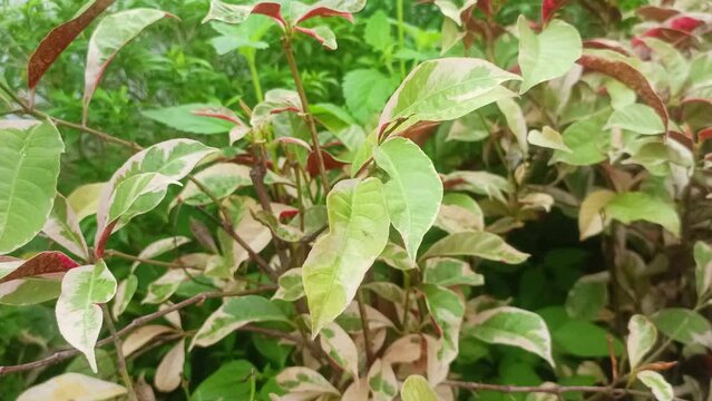 Beautiful Texture Of Plant Leaves Red and green  Color Excoecaria Cochinchinensis