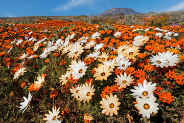 Colorful spring blooming wildflowers, Namaqualand, Northern Cape, South Africa - obrazy, fototapety, plakaty