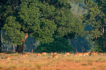Obraz na płótnie Canvas Herd of spotted deer or chital (Axis axis) feeding in natural habitat, Kanha National Park, India