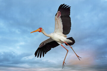 A yellow-billed stork (Mycteria ibis) in flight, Kruger National Park, South Africa