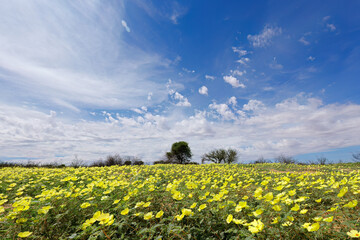 Scenic landscape with yellow flowers of Tribulus zeyheri, Kalahari desert, South Africa