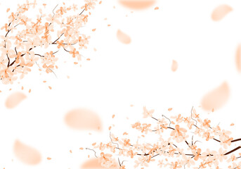 Obraz na płótnie Canvas Spring Sakura Flower Background. Cherry Blossom Frame Illustration