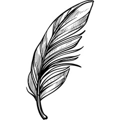 feather handdrawn illustration