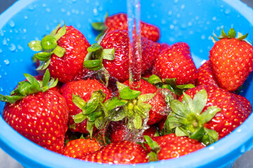 Strawberries in a colander while washing - obrazy, fototapety, plakaty