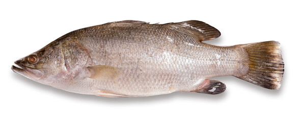 Fresh Sea bass on a fish-shaped, White striped bass fish isolate on white background with clipping...