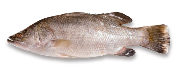 Fresh Sea bass on a fish-shaped, White striped bass fish isolate on white background with clipping path.