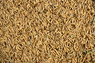Close up paddy rice for background