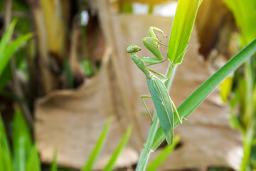 Green exotic praying mantis on a plant Meadow on Grass
