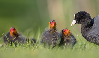 Eurasian coot - adult bird with juveniles in spring