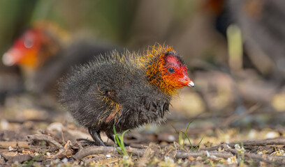Eurasian coot - juvenile bird in spring