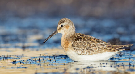 The curlew sandpiper - young bird at a seashore on the autumn migration way