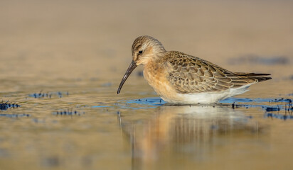 The curlew sandpiper - young bird at a seashore on the autumn migration way