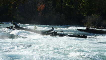 Fototapeta premium The beautiful river view with the running water and colorful forest as background in autumn
