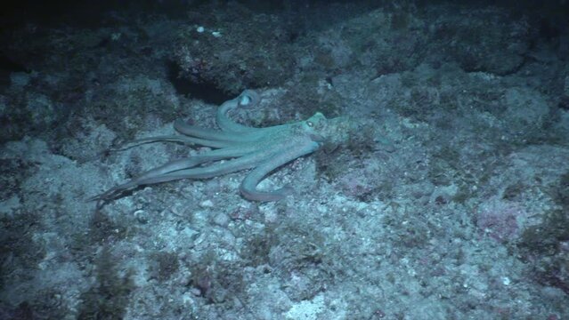 At night, a Caribbean reef octopus creeps along the sandy ocean floor. Its tentacles undulate and it changes color and pattern as it moves. 