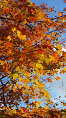 The colorful and beautiful leaves on the trees in autumn