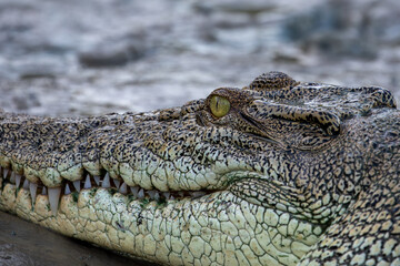 Saltwater crocodile (crocodylus porosus) on the bank of the Sampan River, Kakadu National Park, Australia.