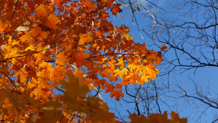 The colorful and beautiful leaves on the trees in autumn