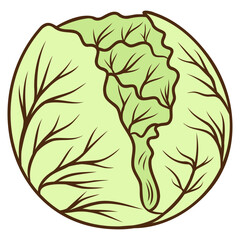 illustration of a cabbage