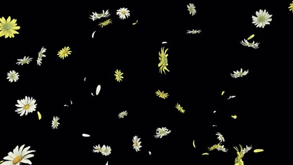 Daisy Flower Falling on Alpha Channel. Daisy flower falling with alpha channel you can place on footage or background and easier to change color.